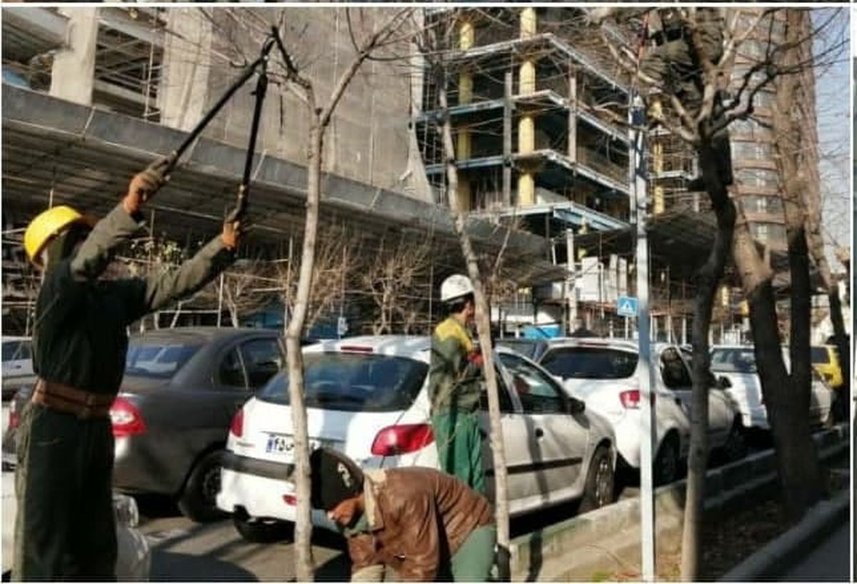 هرس  و فرم دهی درختان در فضاهای سبز شهری منطقه ۶
