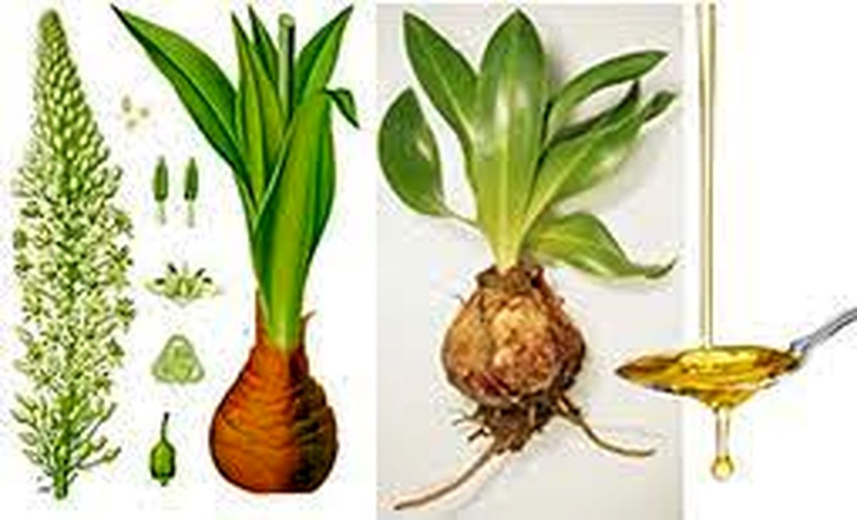 پایان قطعی ریزش مو و کچلی   با این روغن حتی در کف دست شما هم مو رشد می کند!