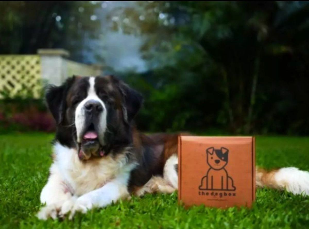 ماجرای عجیب سگی که کارمند یک هتل پنج ستاره است!