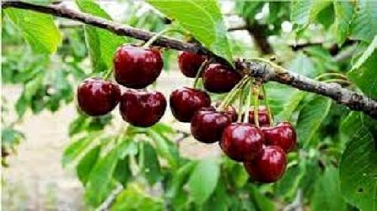 شبها اصلا گیلاس نخورید!