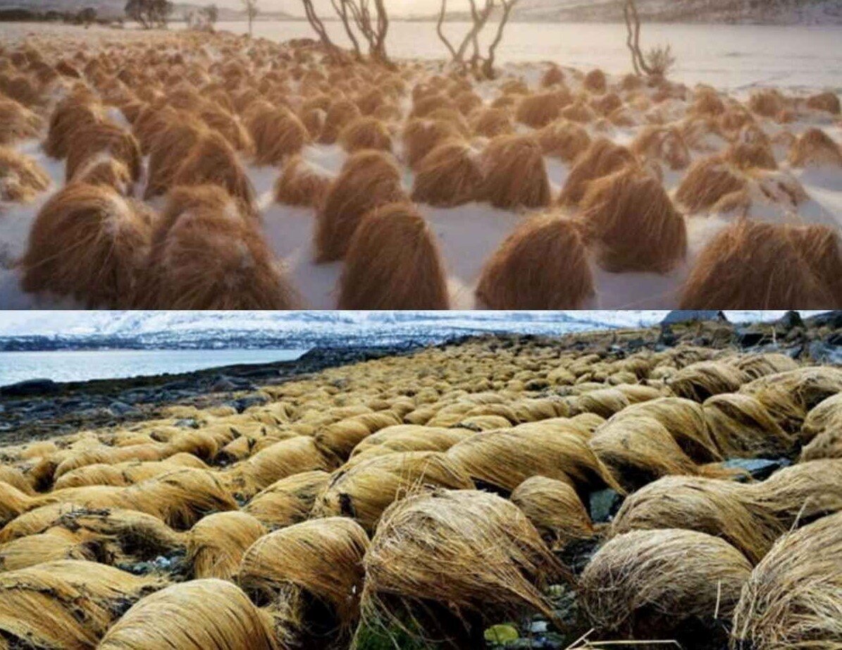 عجیب‌ترین گیاه جهان و شبیه به موی سر انسان+عکس