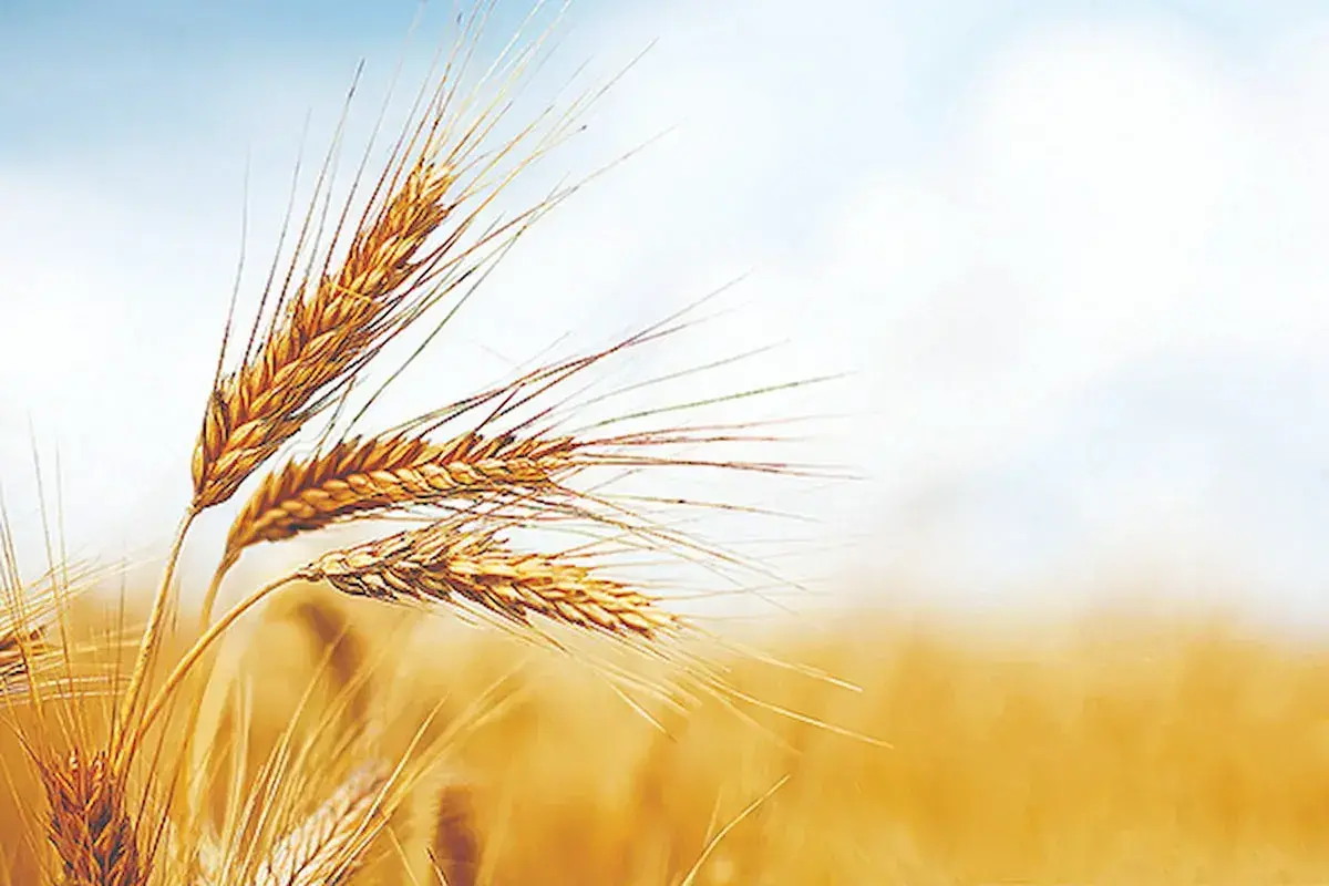 دلار برای خرید گندم همان ۲۸۵۰۰ تومان باقی ماند