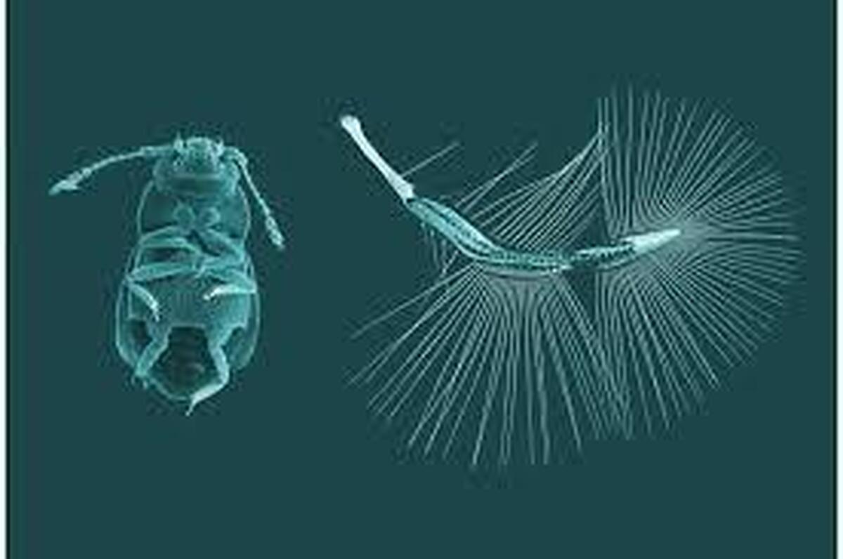ساخت نسل جدید ریزپرنده‌ها با الهام از پرواز حشرات ریز