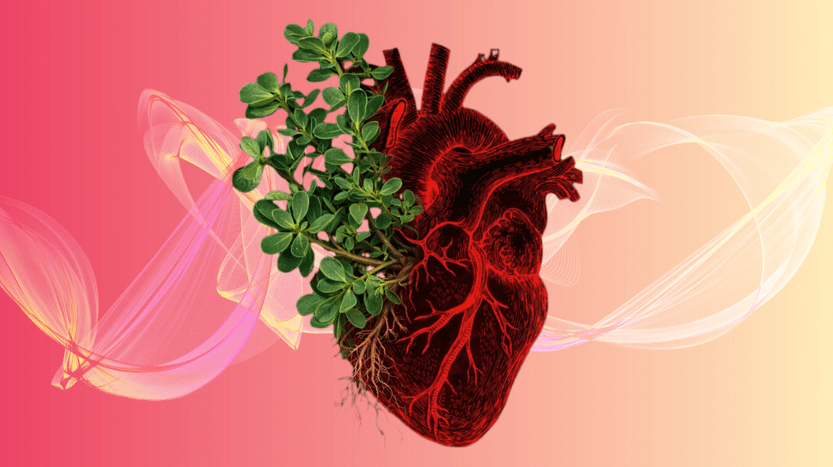 خرفه؛ مکملی طبیعی برای کنترل پرفشاری خون