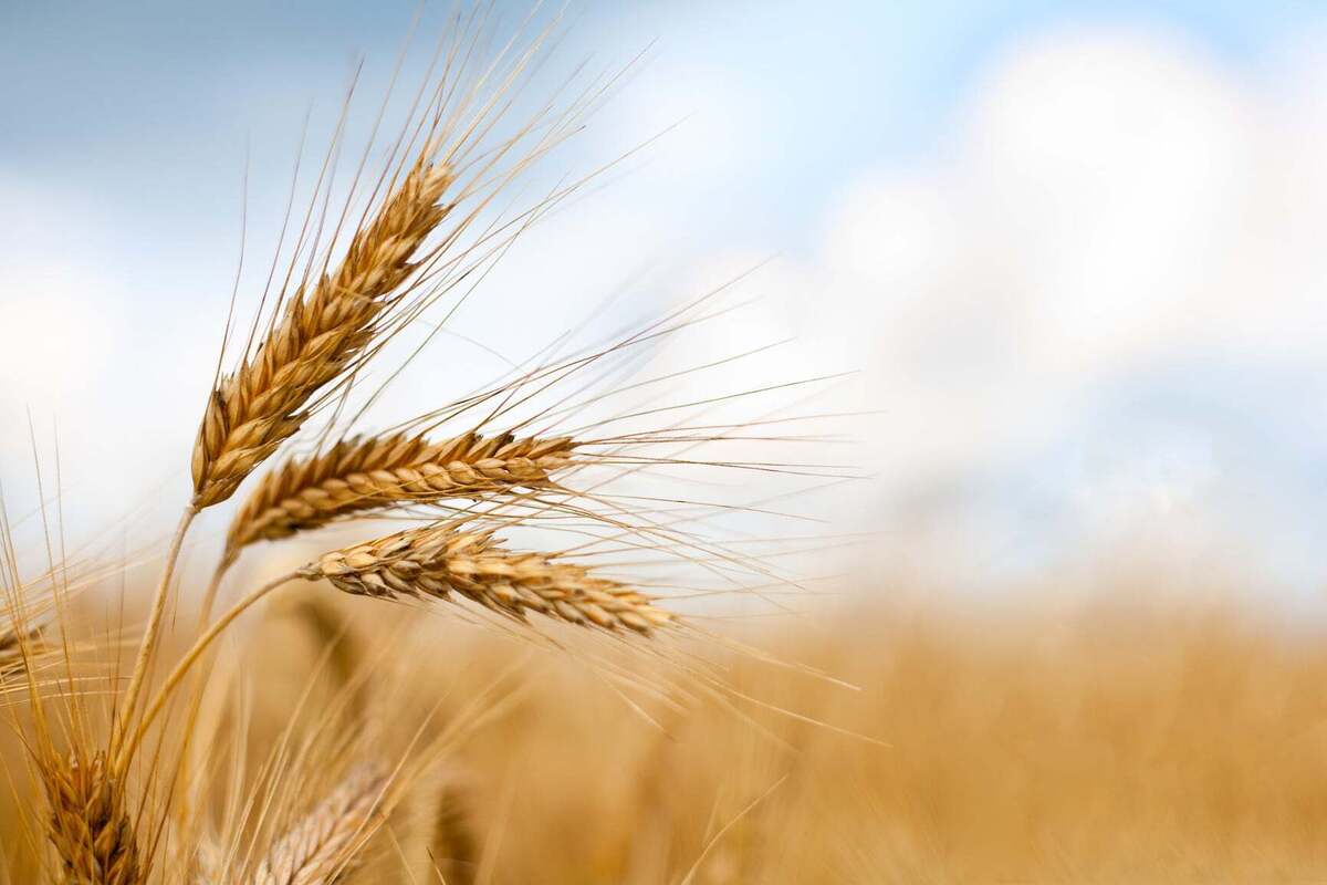 خرید تضمینی گندم از ۷ میلیون و ۱۰۰ هزار تن گذشت