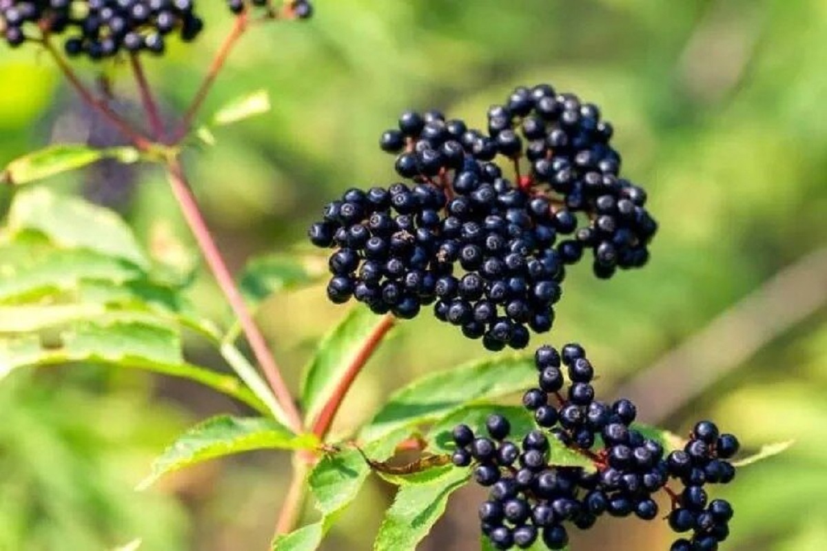 خواص و کاربردهای گیاه آقطی سیاه