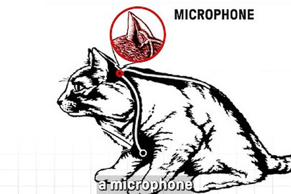 ضربه ۲۰ میلیون‌ دلاری یک گربه به سازمان‌ جاسوسی آمریکا!