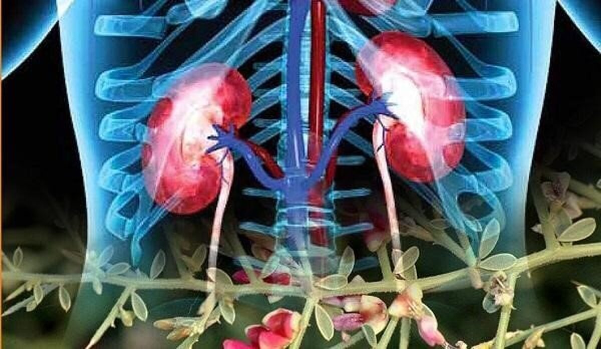 خواص شگفت‌انگیز عرق خارشتر برای بدن