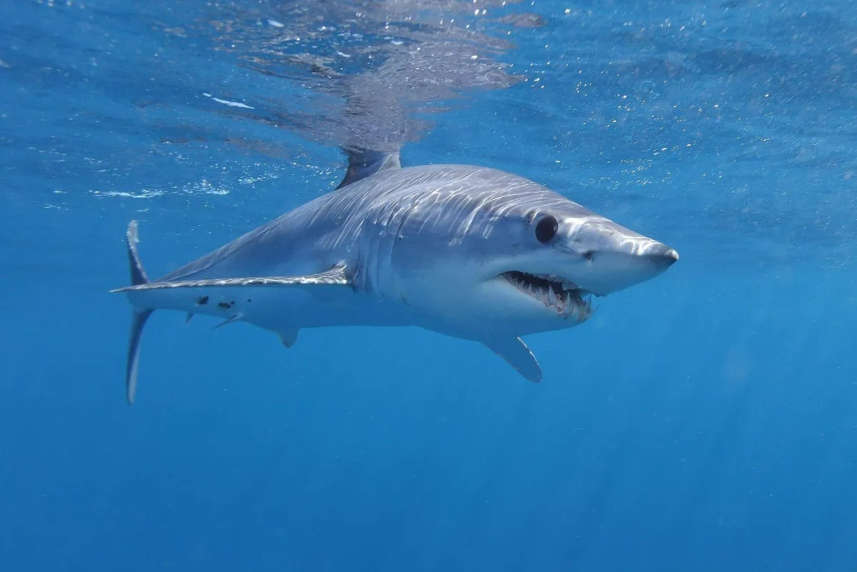 آیا کوسه‌ها استخوان دارند؟