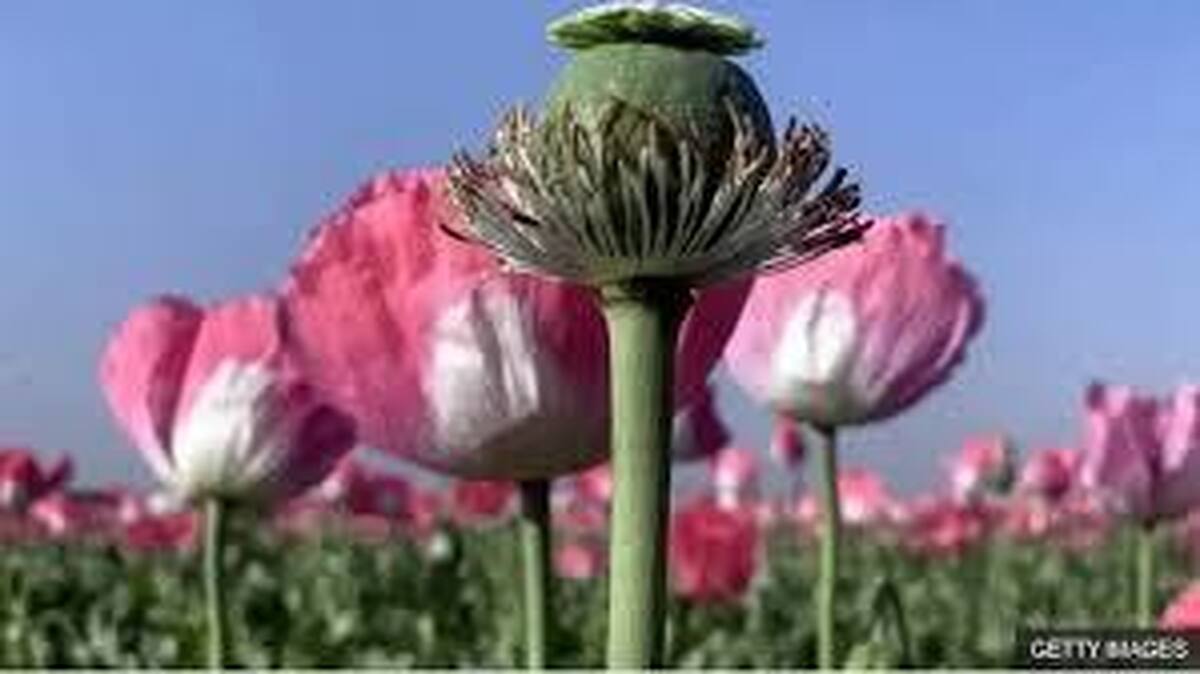 ماجرای کشت خشخاش  به کجا رسید؟ چند میلیون بیمار با کمبود داروی حیاتی مواجه اند