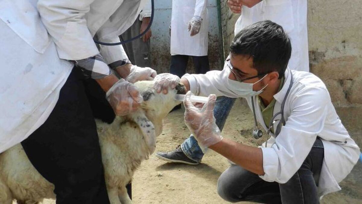 واکنش سازمان غذا و دارو به شیوع تب برفکی